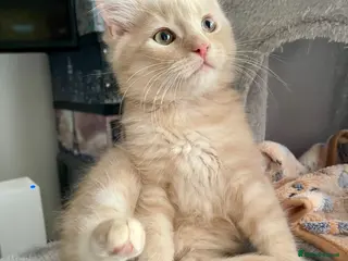 Mixed Breed cats 3/4 Maine Coon Kitten - Advert 2