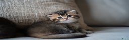 British Shorthair cats for sale: 1 girl available  - Advert 6