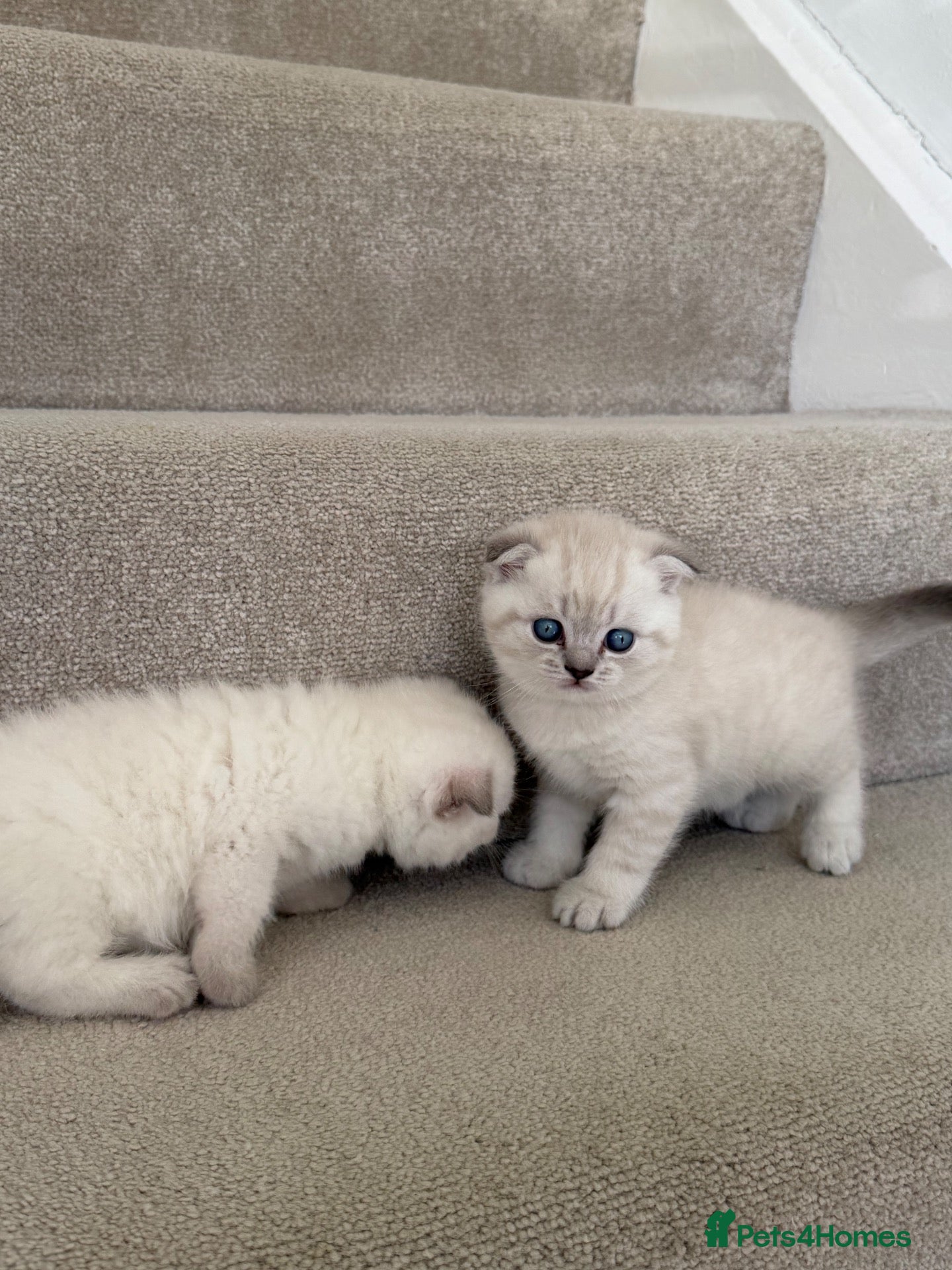 British Shorthair cats Two Scottish Fold and Two British Shorthair  - Advert 2