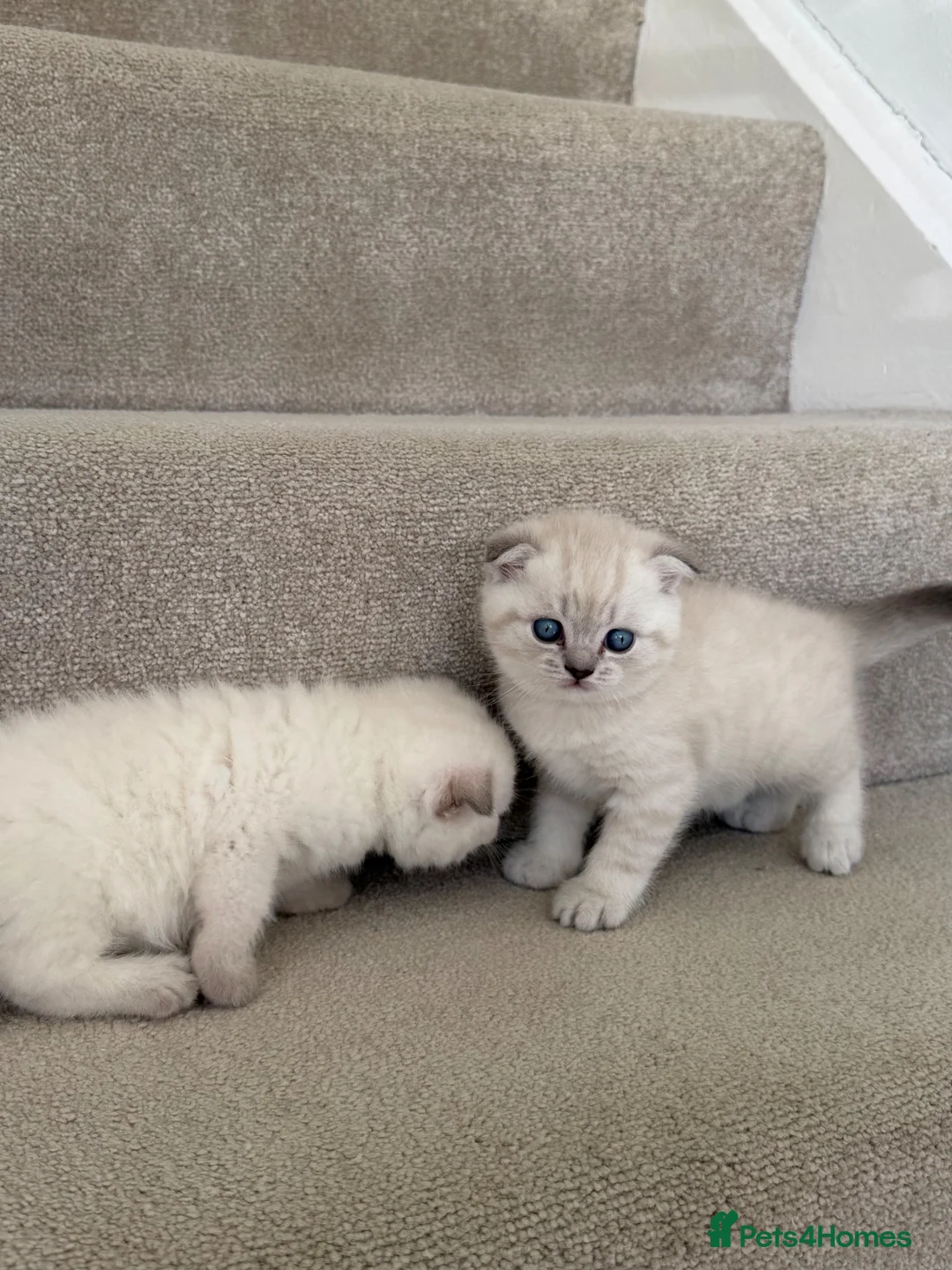 British Shorthair cats for sale: Two Scottish Fold and Two British Shorthair  - Advert 1