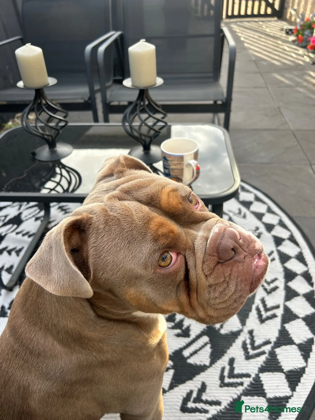 English Bulldog dogs for sale: Bruno - Advert 2
