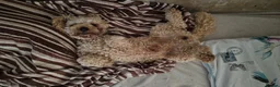 Poochon dogs for stud: Poochons Boys For Stud - Advert 2