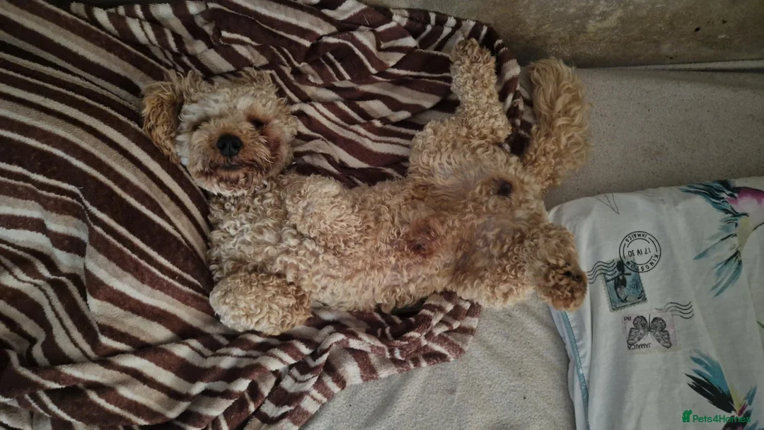 Poochon dogs for stud: Poochons Boys For Stud - Advert 2