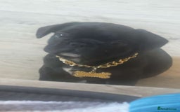 French Bulldog dogs for sale: Frenchbulldog - Image 1