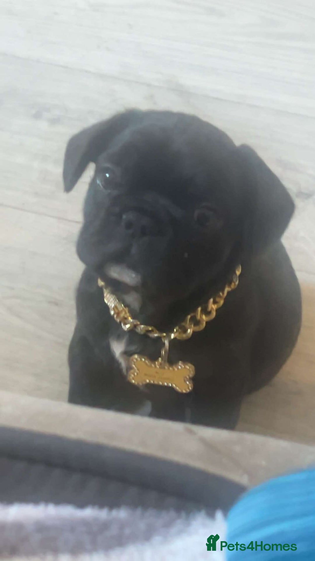 French Bulldog dogs for sale: Frenchbulldog - Image 1