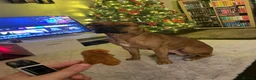 Mixed Breed dogs for sale: Rocky (mastiff x staff)  - Advert 24