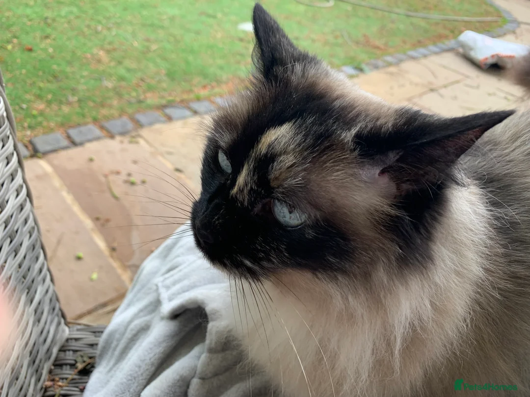 Ragdoll cats for sale: Ragdoll needs a lap.  in Kettering - Advert 13