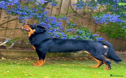 Dobermann dogs for sale: Gorgeous Rottweiler crossed with Red Doberman  - Image 10