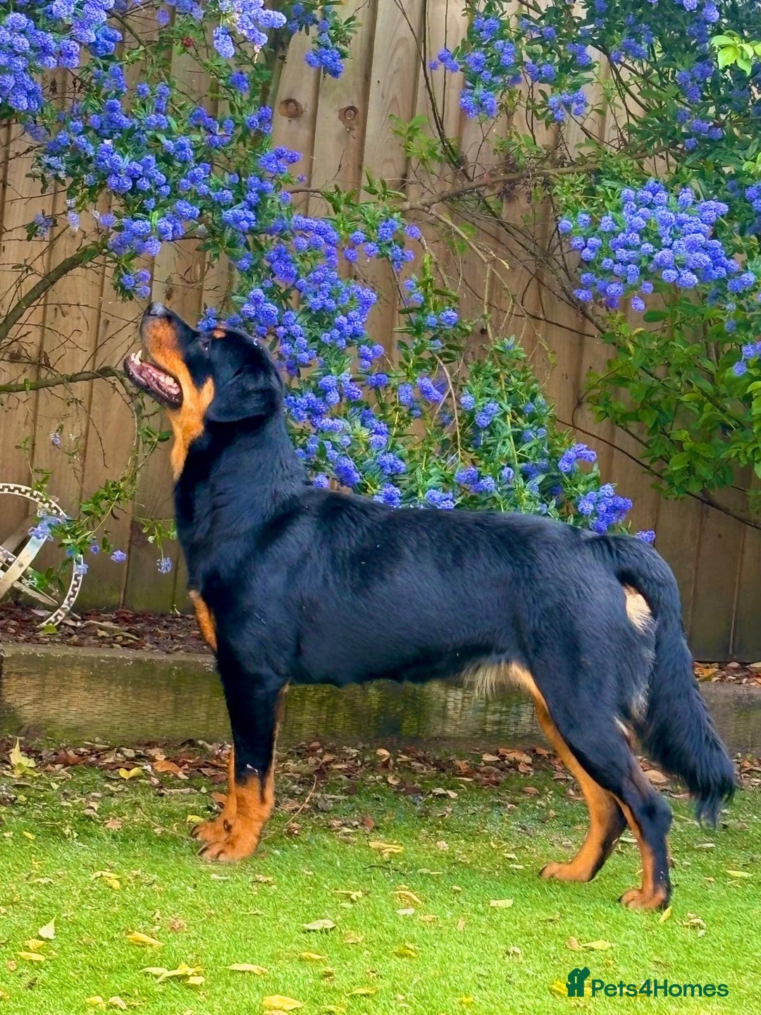 Dobermann dogs for sale: Gorgeous Rottweiler crossed with Red Doberman  - Image 10