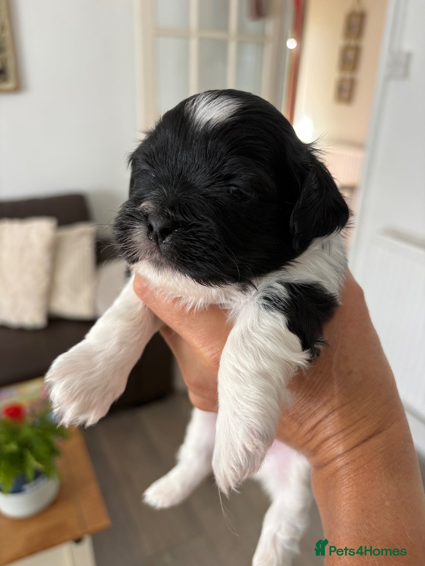 Shih Tzu dogs Beautiful Shih Tzu puppies  - Advert 1