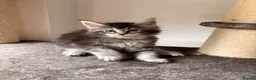 Maine Coon cats for sale: 🐾Beautiful Maine Coon Kittens 🐾 - Advert 7