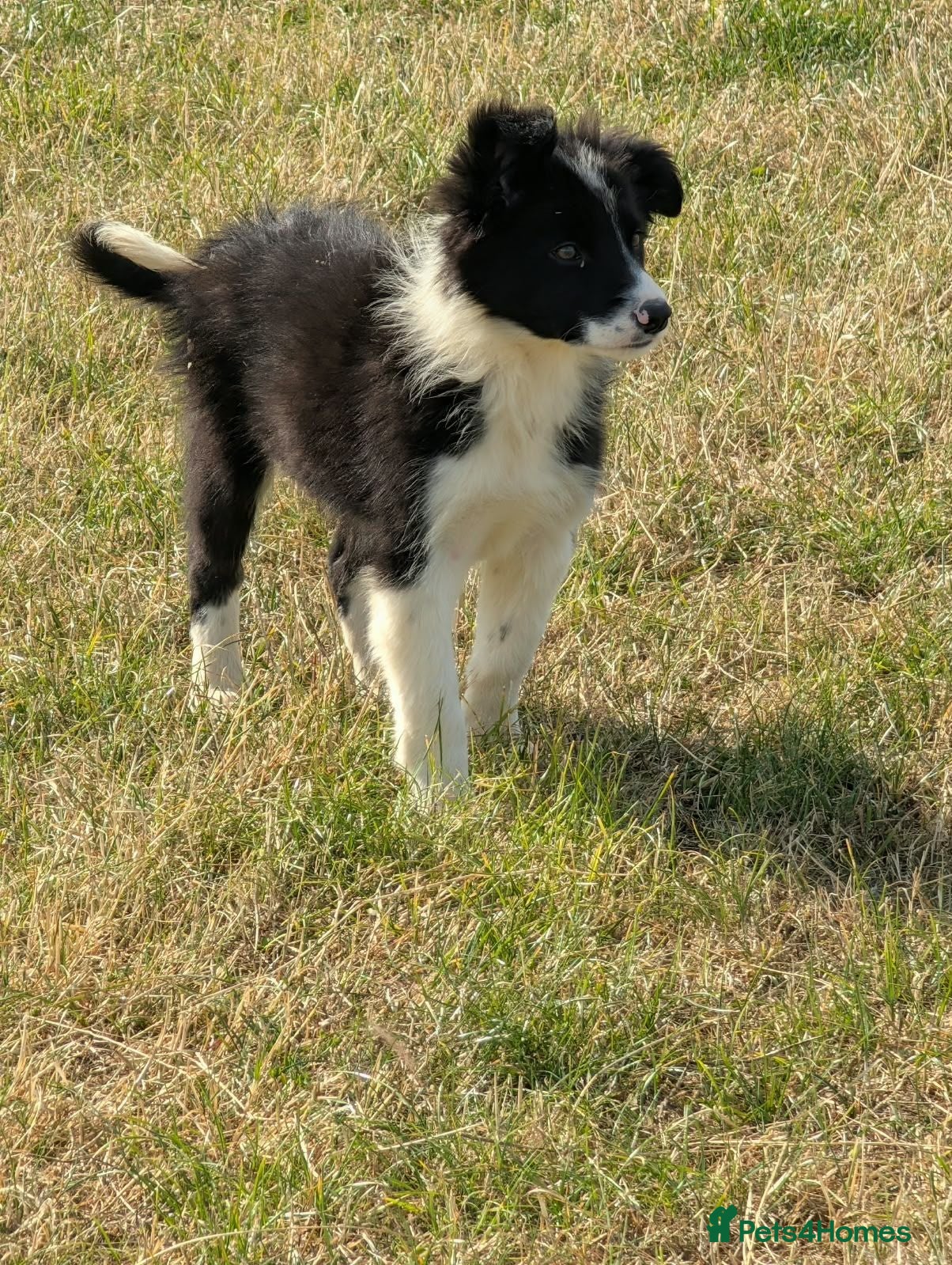 Border Collie dogs Paddy rough coated isds registered pup - Advert 1