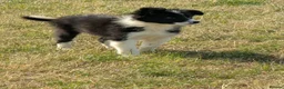 Border Collie dogs for sale: Paddy rough coated isds registered pup - Advert 4