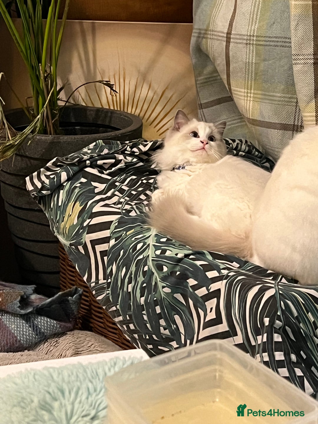 Ragdoll cats for sale: Rare blue+lilac bicolour + blue tortie kittens - Advert 24