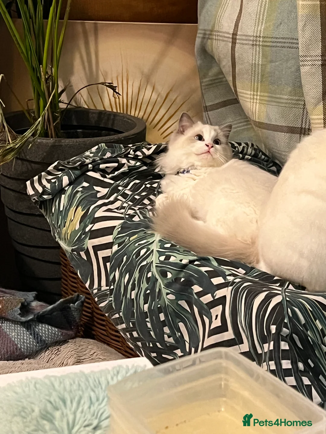 Ragdoll cats for sale: Rare blue+lilac bicolour + blue tortie kittens - Advert 21