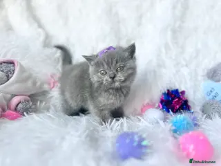 British Shorthair cats ⭐️ British Shorthair blues & ,creams available ⭐️ - Advert 5