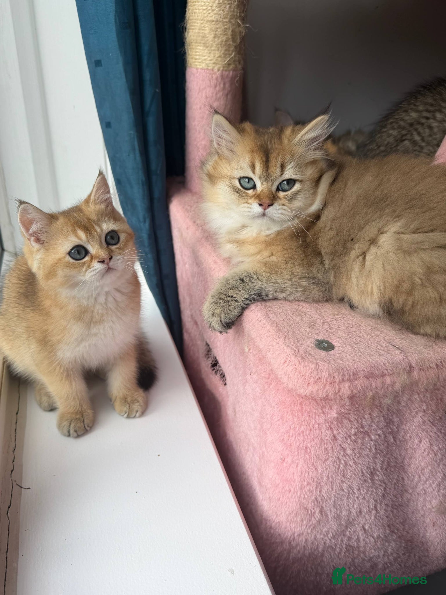British Shorthair cats Vaccinated British short Hair & long hair READY - Advert 3