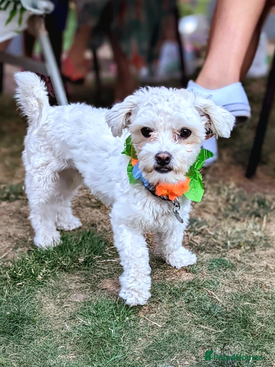 Havanese dogs Cute Bichon Puppy for Sale - Advert 1