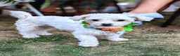 Havanese dogs for sale: Cute Bichon Puppy for Sale - Advert 1