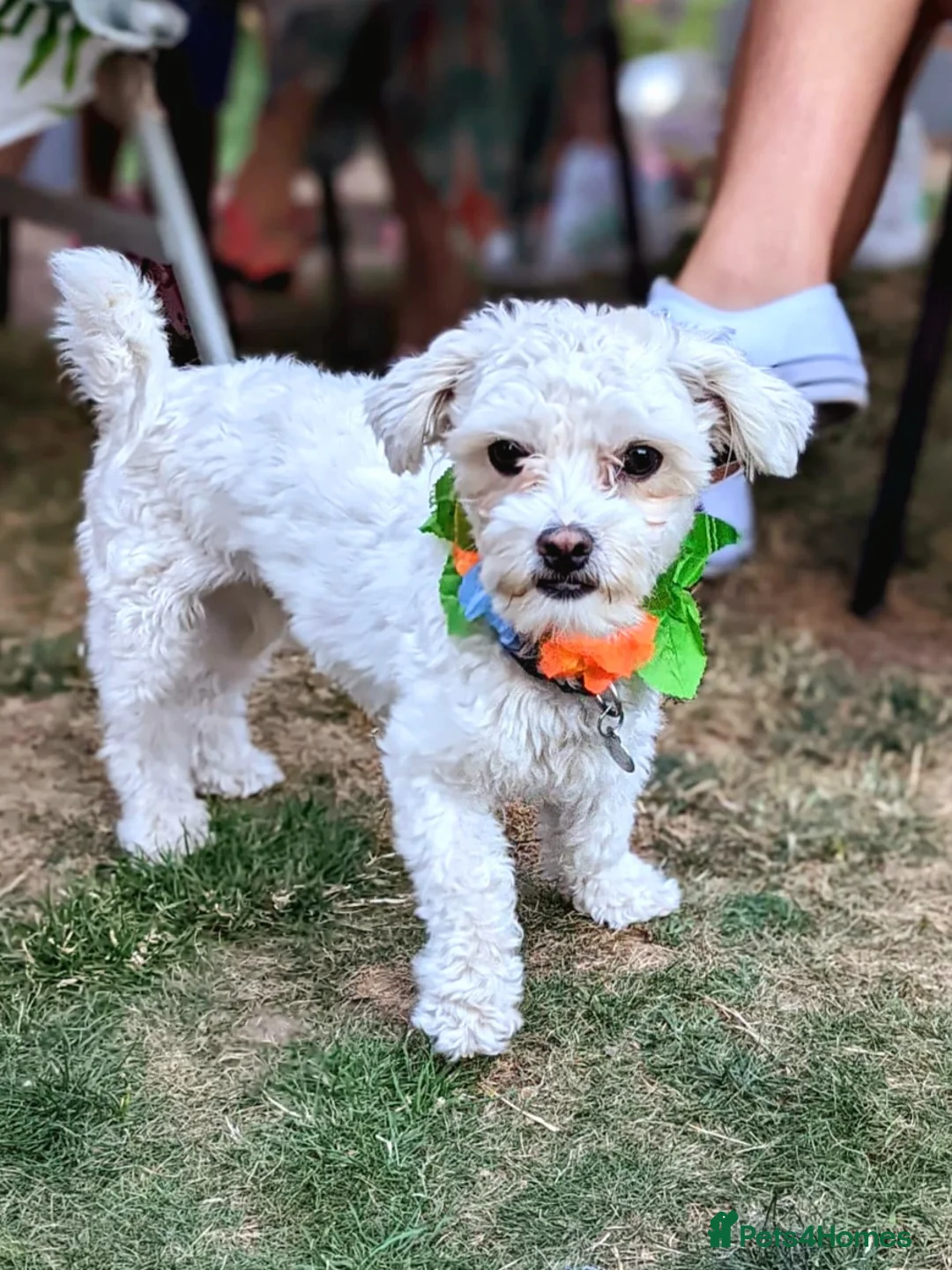 Havanese dogs for sale: Cute Bichon Puppy for Sale - Advert 1