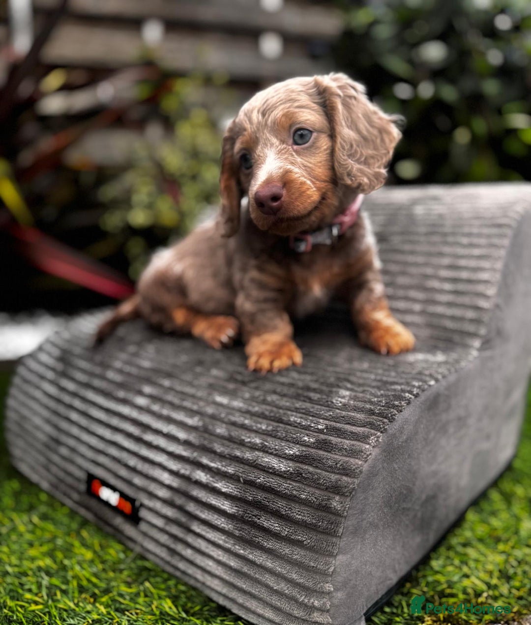 Miniature Dachshund dogs for sale: 💗 READY TO LEAVE - K.C MINIATURE DACHSHUND 💗 - Image 10