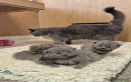 British Shorthair cats for sale: CHUNKY SOLID BLUE BRITISH SHORTHAIR KITTENS - Image 4