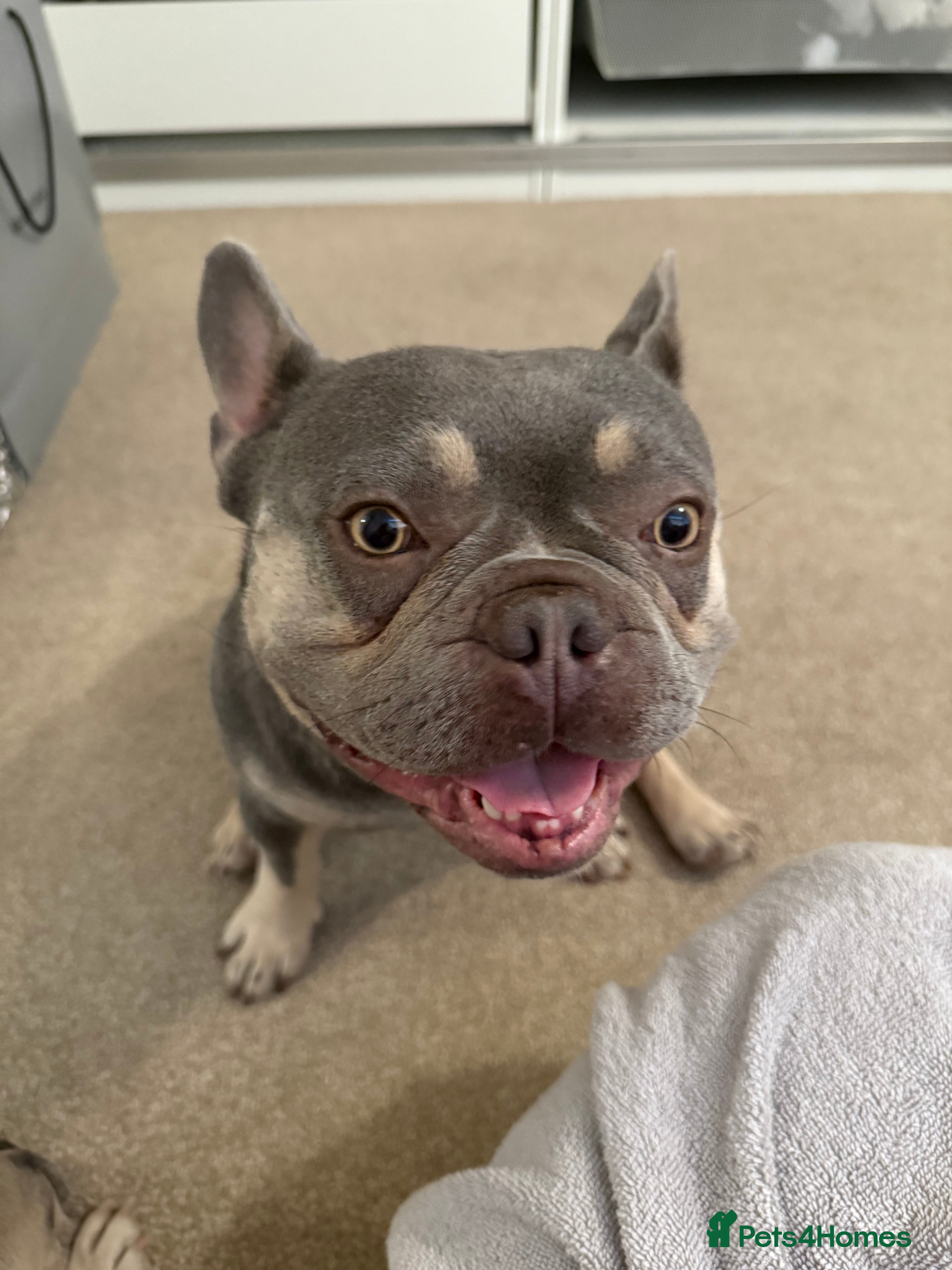 French Bulldog dogs Home for Hugo - Advert 3