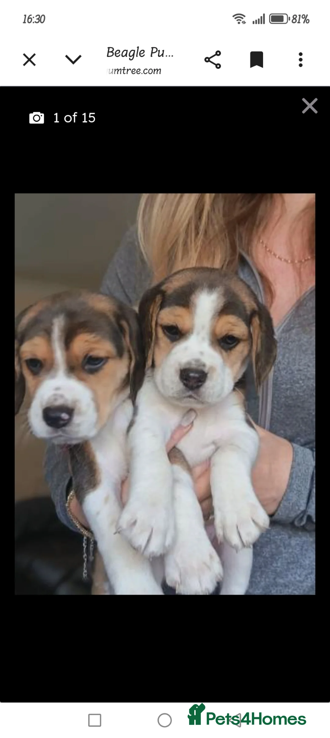 Beagle dogs for sale: Beautiful Pure Beagle Puppies  in Ledbury - Advert 1