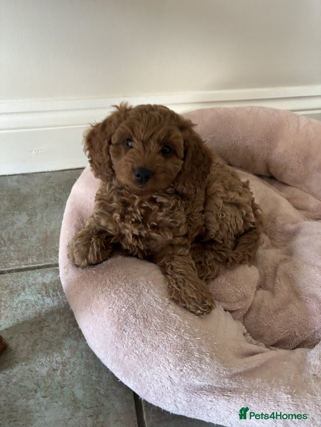 Cockapoo dogs for sale: 🐾✨ Adorable Cockapoo Puppies – Ready Now! ✨🐾 - Image 12