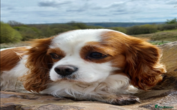 Cockalier dogs for sale: Stunning Health Tested Cockalier Puppies - Image 24