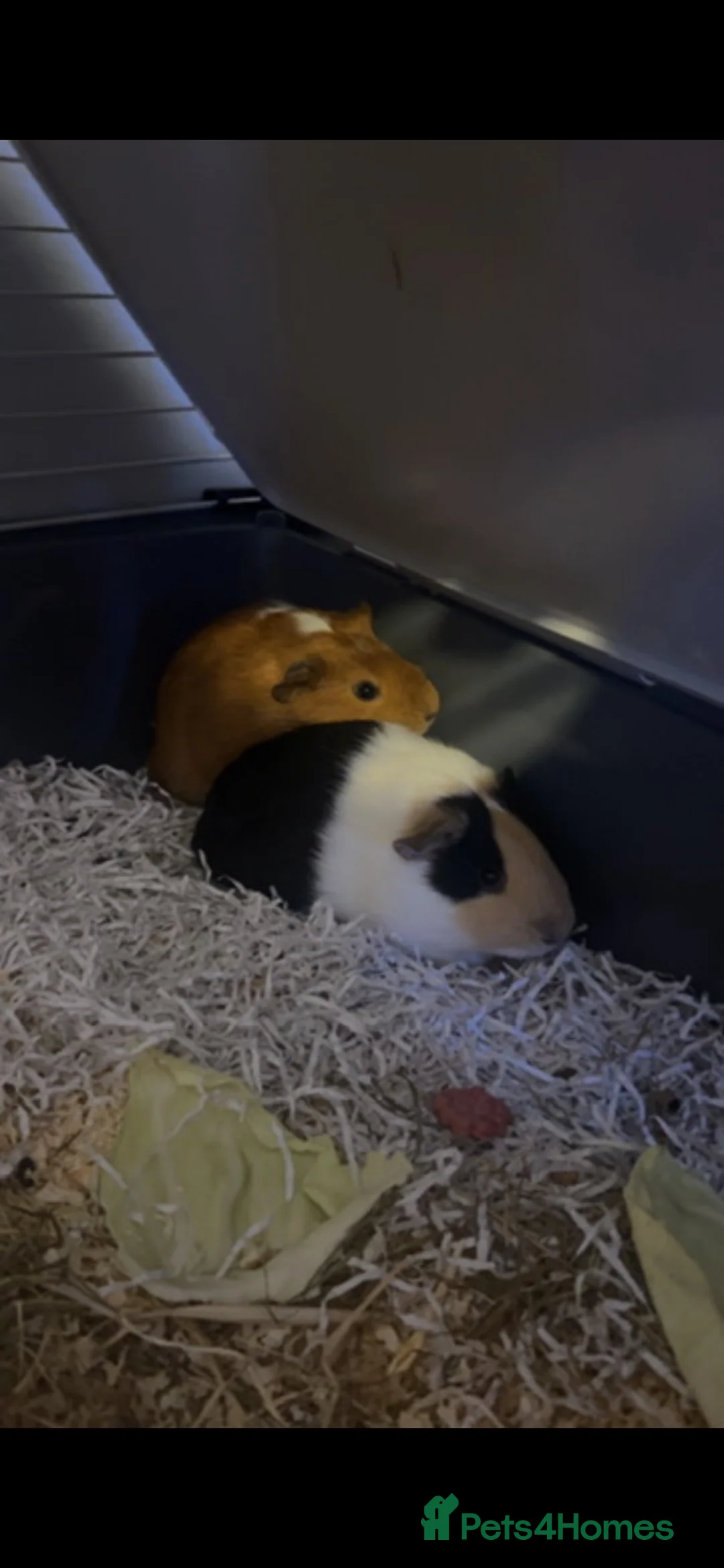 Guinea Pig rodents for sale: 2 guinea pigs - Advert 1