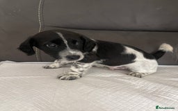 Mixed Breed dogs for sale: 3 male Jackapoo Pups - Image 10