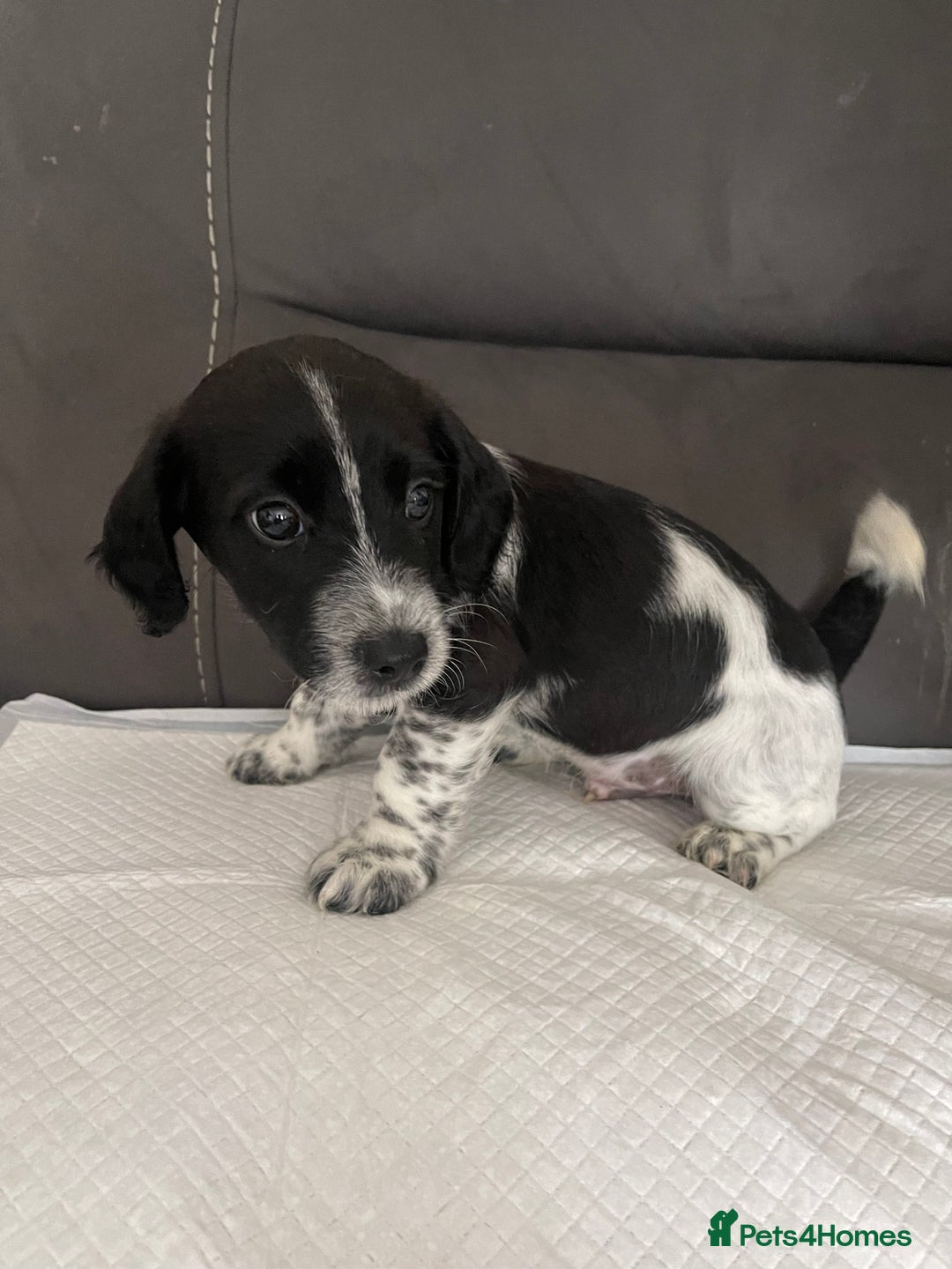 Mixed Breed dogs for sale: 3 male Jackapoo Pups - Image 10