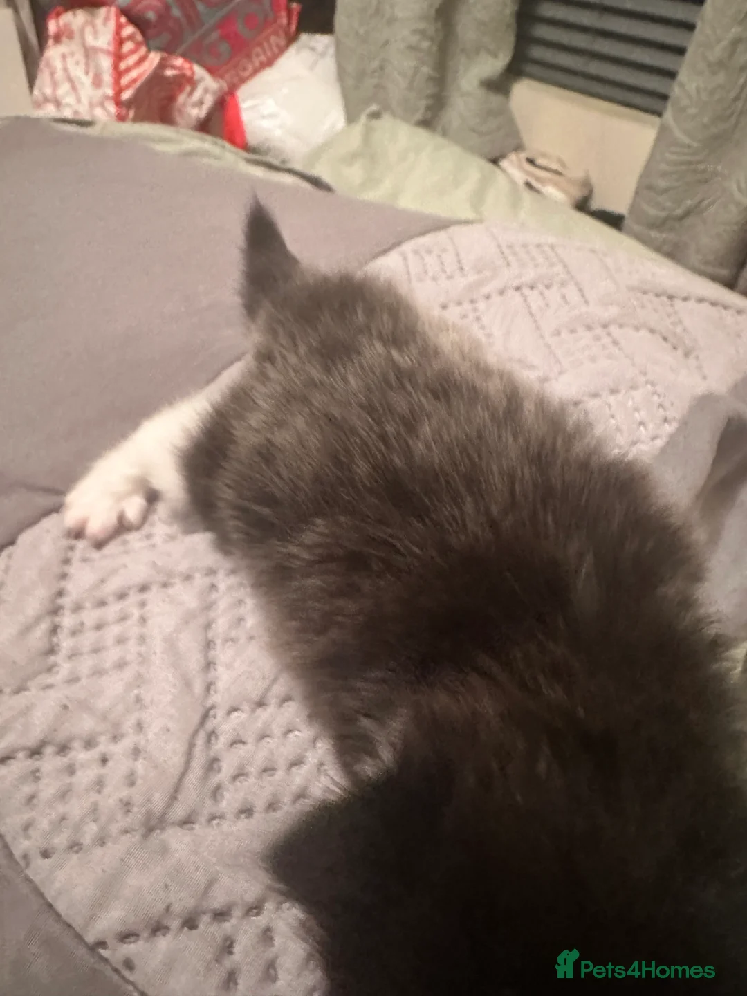 Mixed Breed cats for sale: Kittens for sale - Advert 7