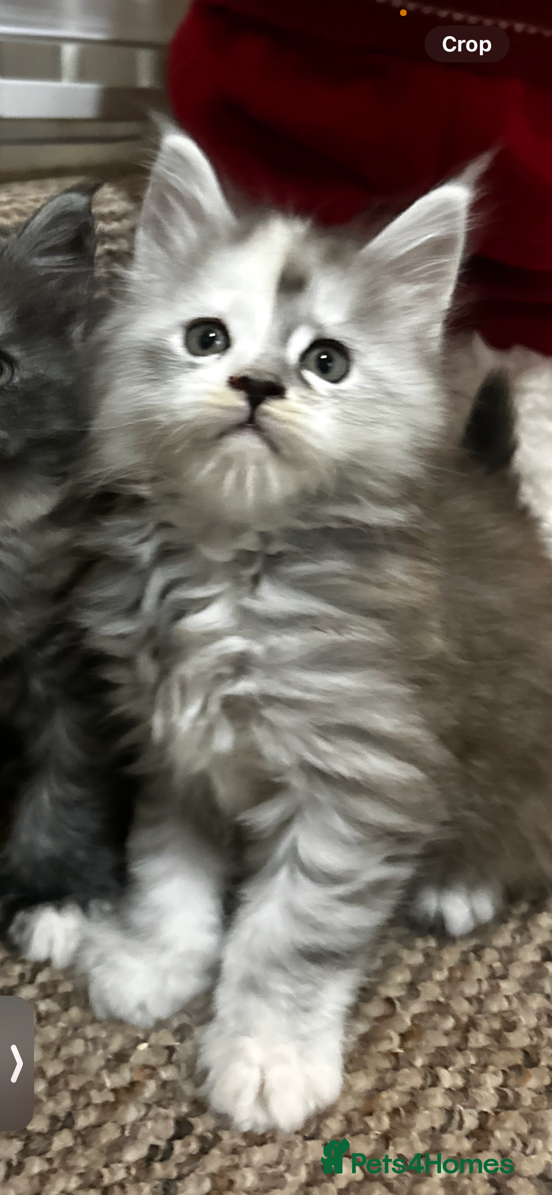 Maine Coon cats for sale: 2 stunning girls 1 polydactyl ready  **  ev - Advert 10