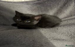 Mixed Breed cats for sale: British Shorthair X - Image 4