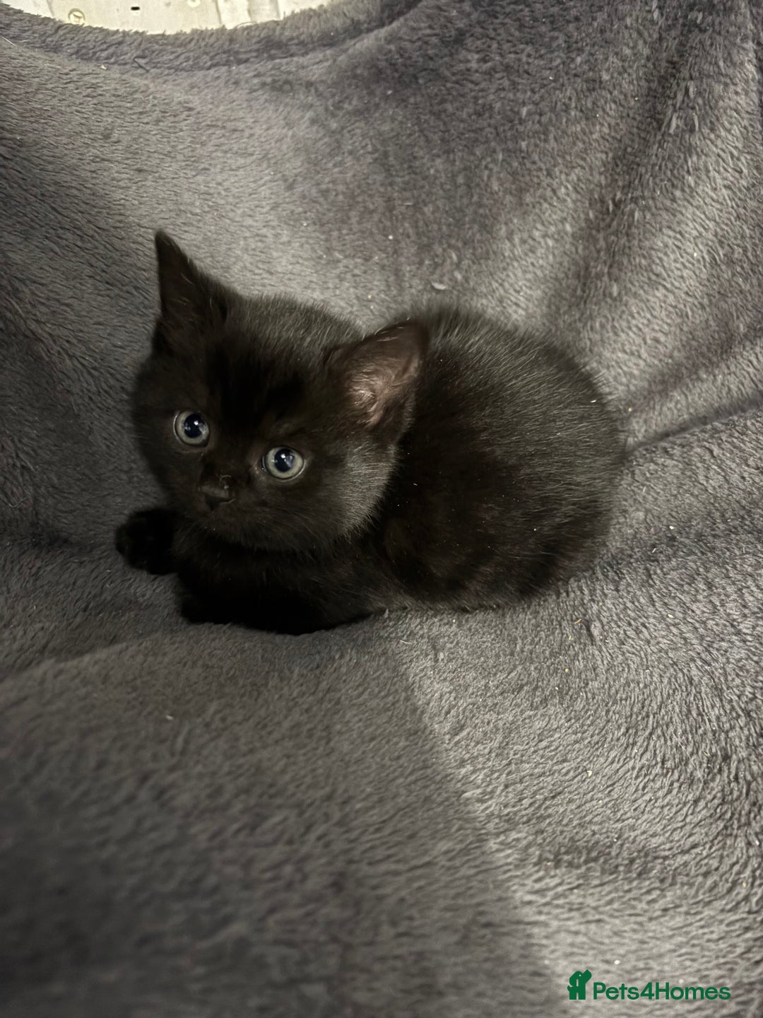 Mixed Breed cats for sale: British Shorthair X - Image 4