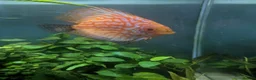 Discus fish for sale: 3 Discus Fish  - Advert 5