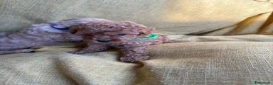 Toy Poodle 2