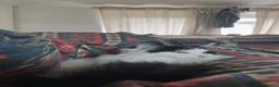 British Longhair cats for sale: Beautiful long haired female cat for sale - Advert 9