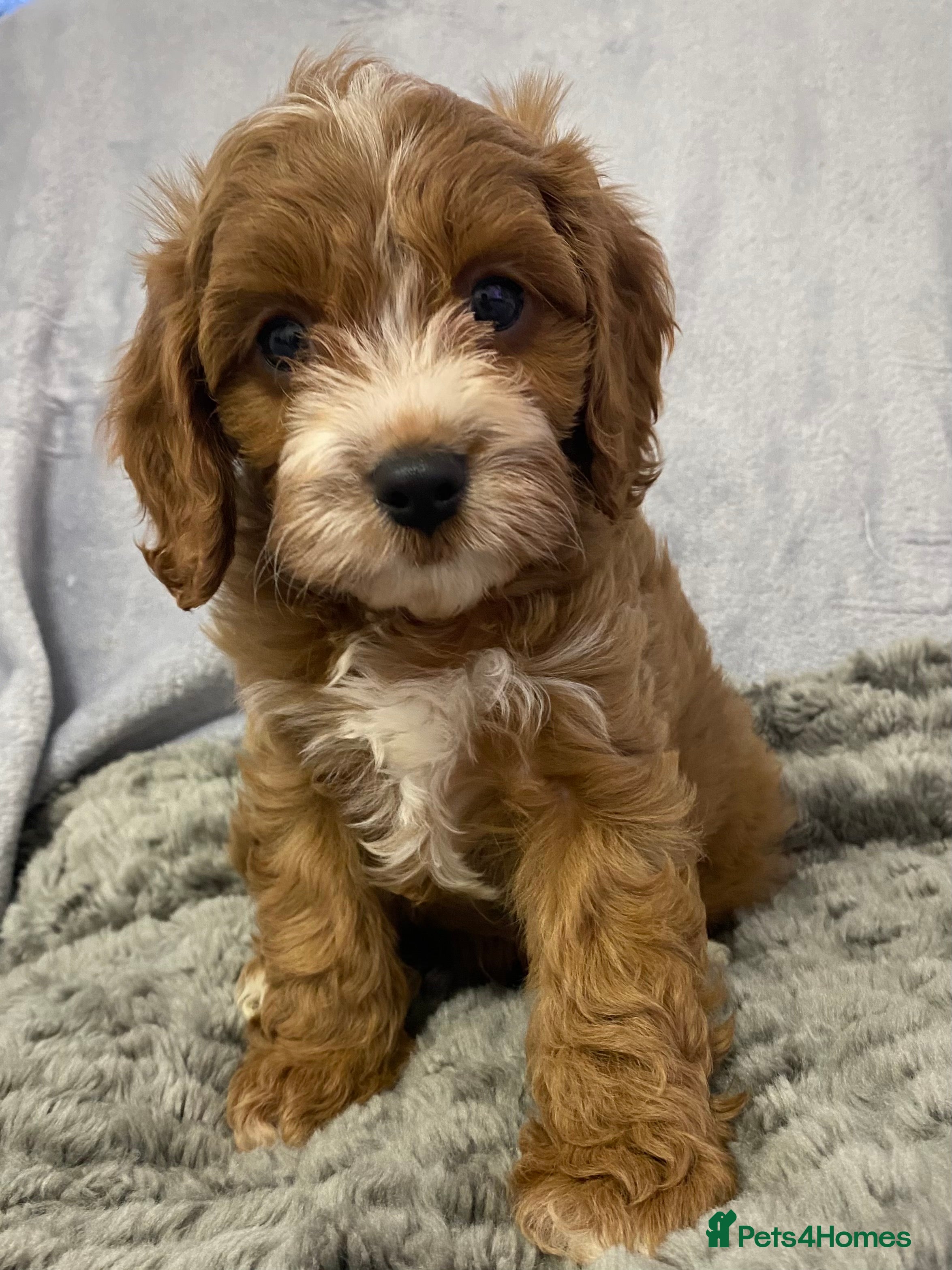 Cavapoo dogs F1 Toy Cavapoo - Advert 1