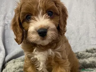 Cavapoo dogs F1 Toy Cavapoo - Advert 1