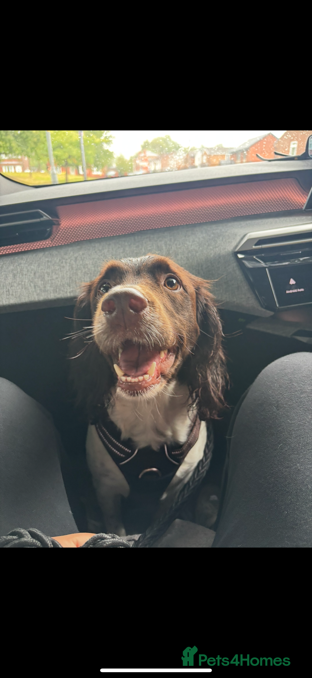 English Springer Spaniel dogs for sale: ✨ KC Registered English Springer Spaniel Puppies ✨ - Advert 4