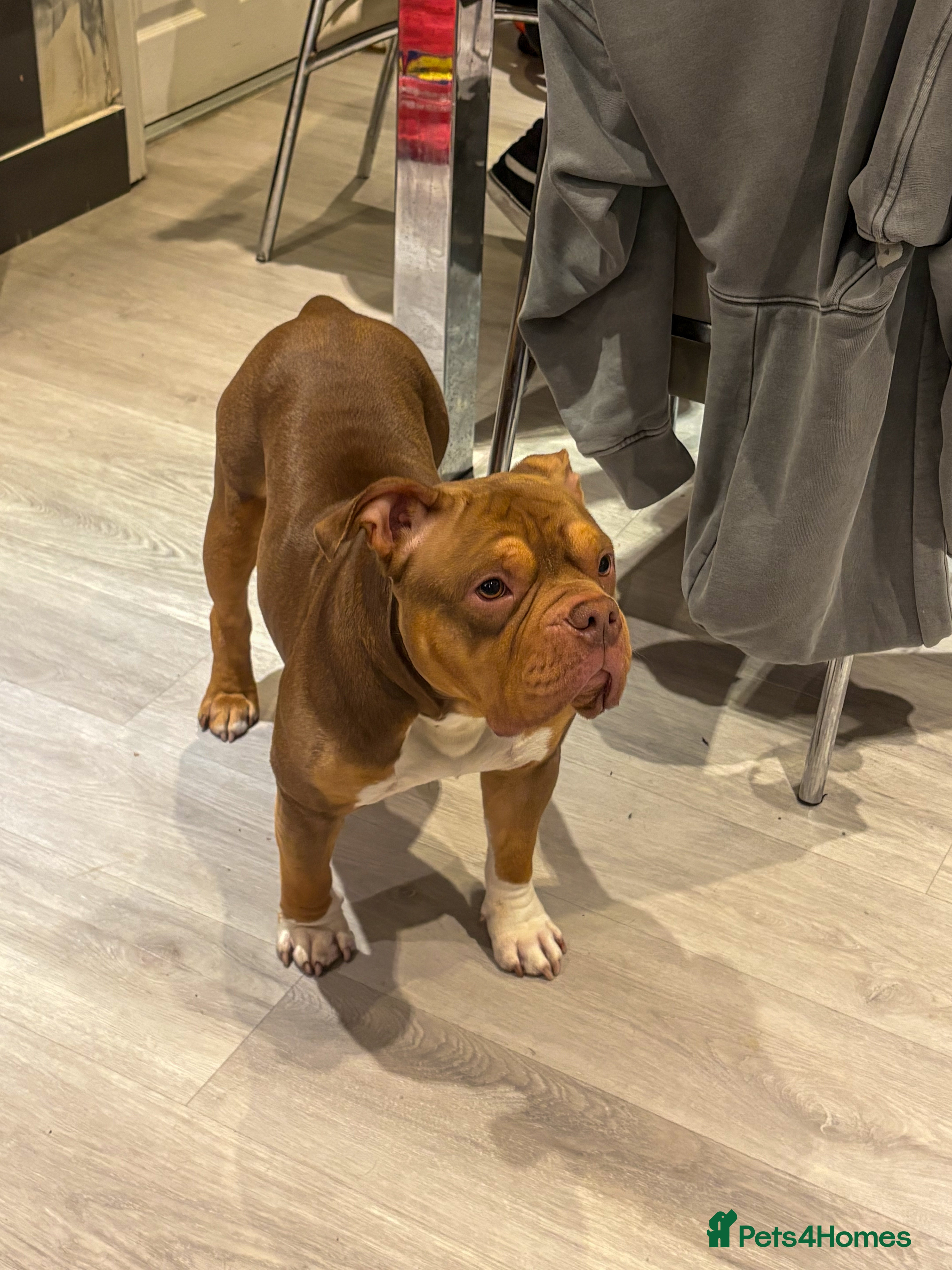 American Bully dogs Beautiful Pocket bully for sale  in Bristol - Advert 1