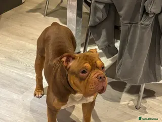 American Bully dogs Beautiful Pocket bully for sale in Bristol - Advert 1