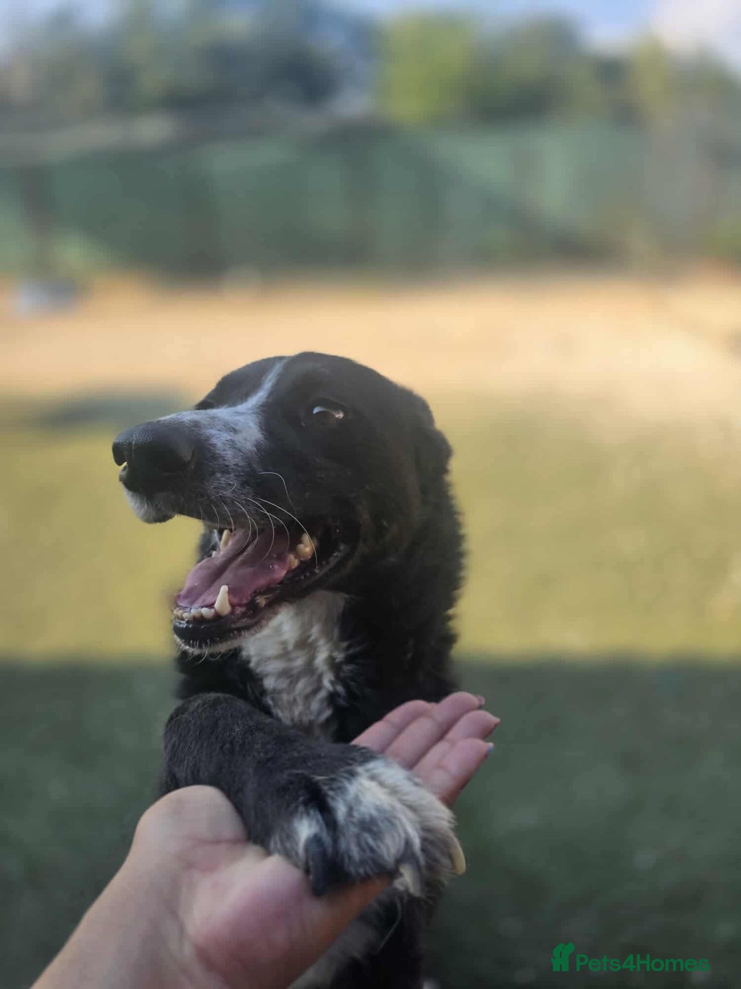 Mixed Breed dogs for adoption: BUCK  - Image 1