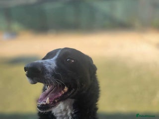 Mixed Breed dogs - Advert 21