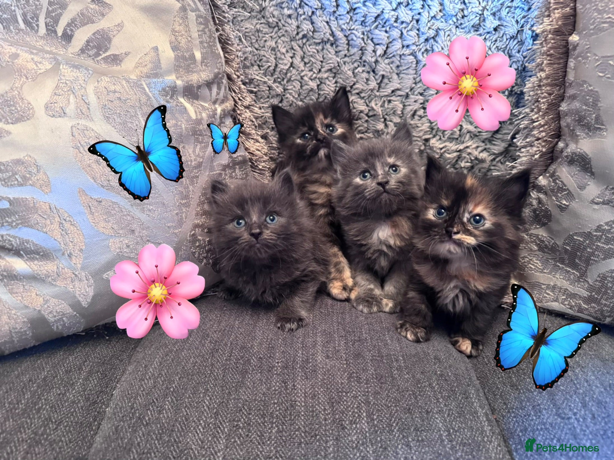 Nebelung cats 💎Nebelung X PersianxMaincoon💎 - Advert 1