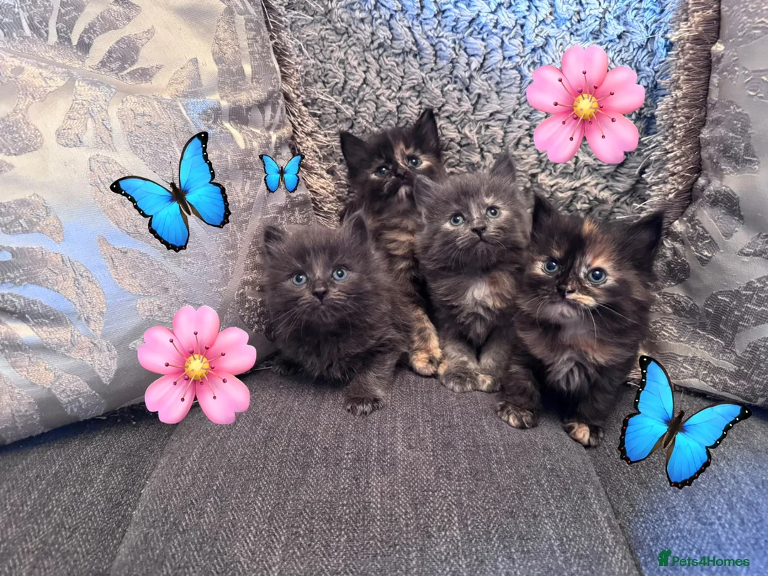 Nebelung cats for sale: 💎Nebelung X PersianxMaincoon💎 - Advert 1