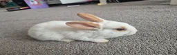 Mixed Breed rabbits for sale: 7 lovely mixed baby rabbits - Advert 11